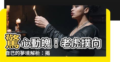 夢見老虎撲向自己|夢見老虎撲向自己